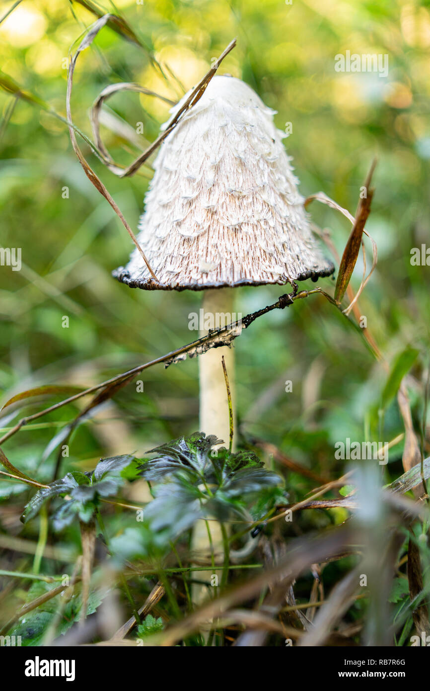 Paracol Mushroom in grass Stock Photo