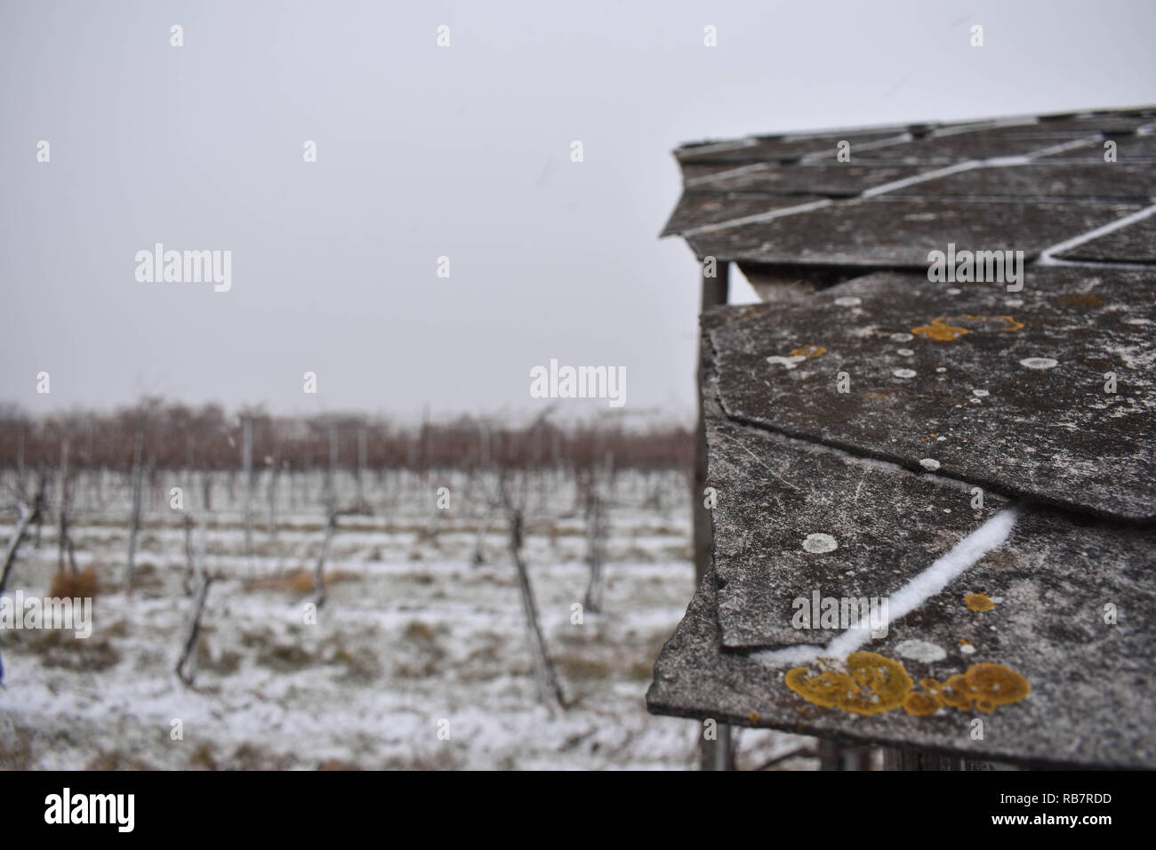 Old Cabin in snowy vineyard Stock Photo
