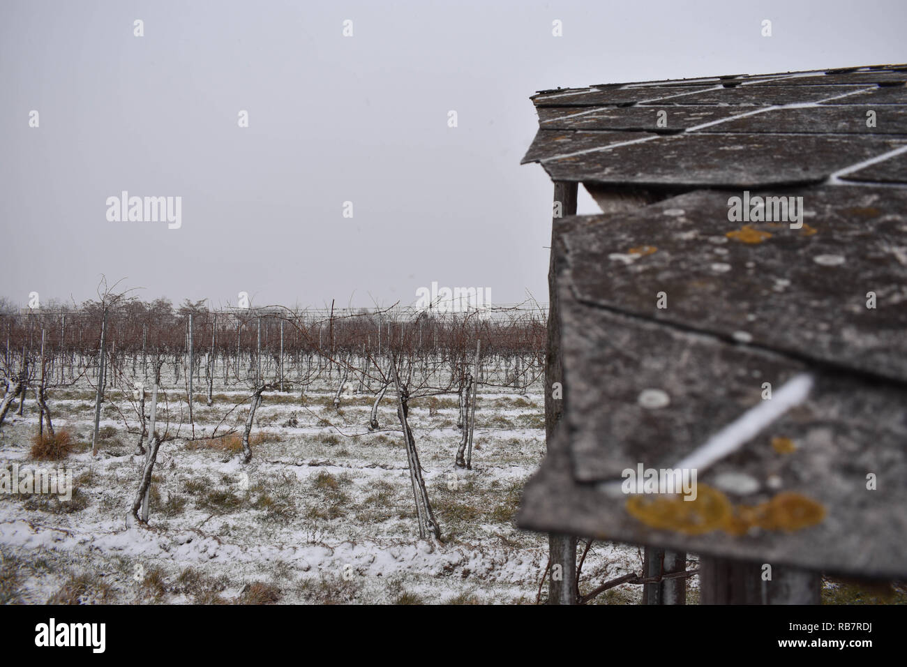 Old cabin in snowy vineyard Stock Photo