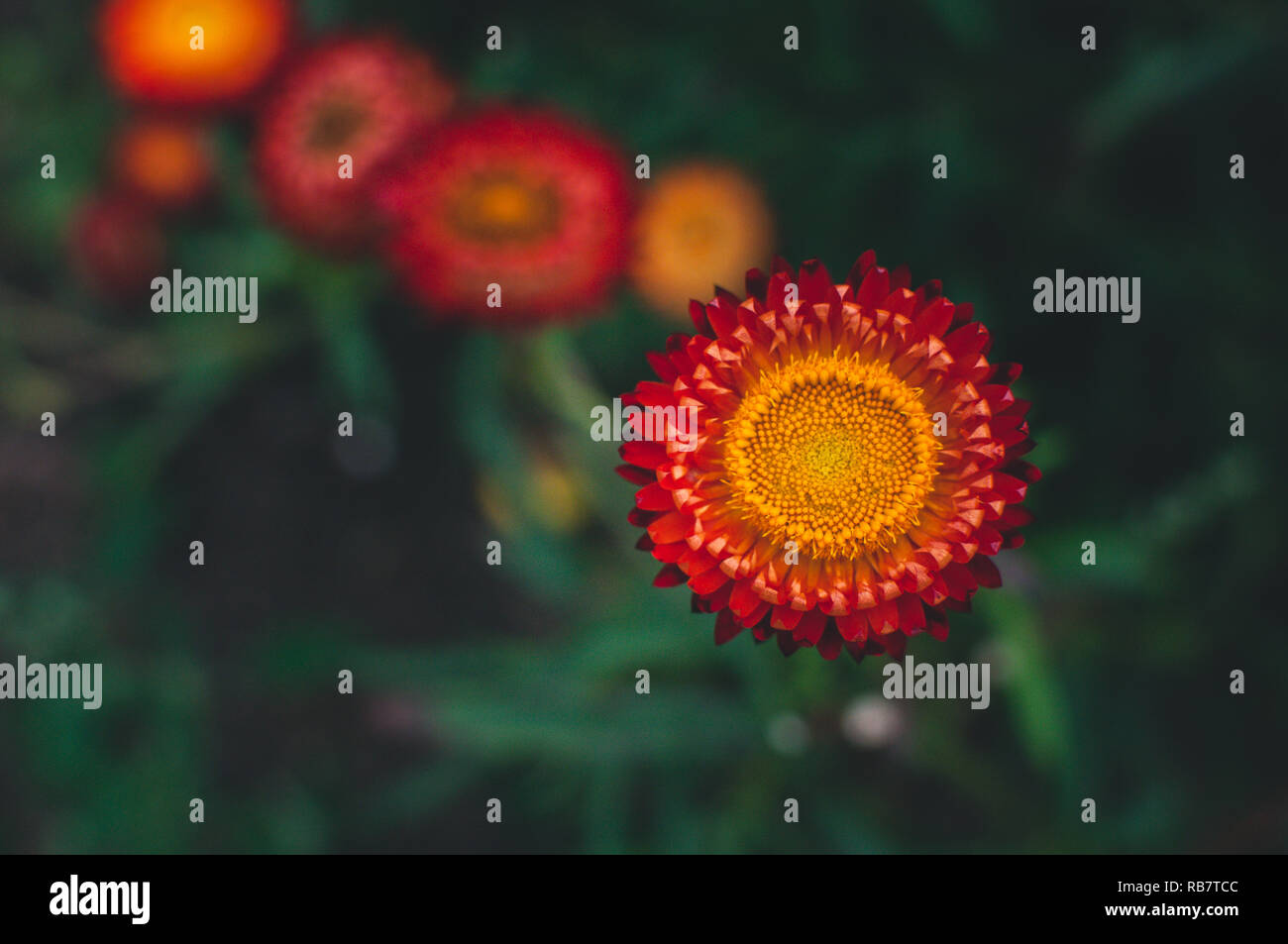 Orange red colour petals hi-res stock photography and images - Alamy