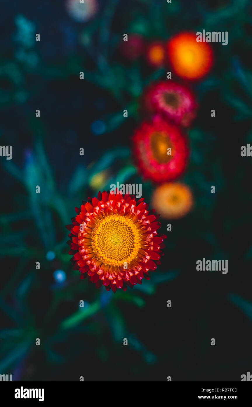 Red and orange flowers hi-res stock photography and images - Alamy