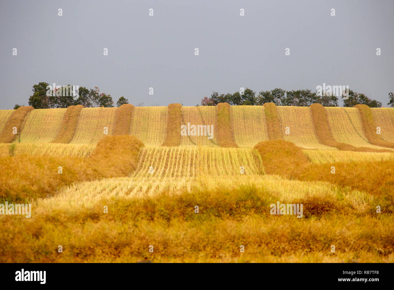 Harvest Canola Swath Saskatchewan field combine ready Stock Photo