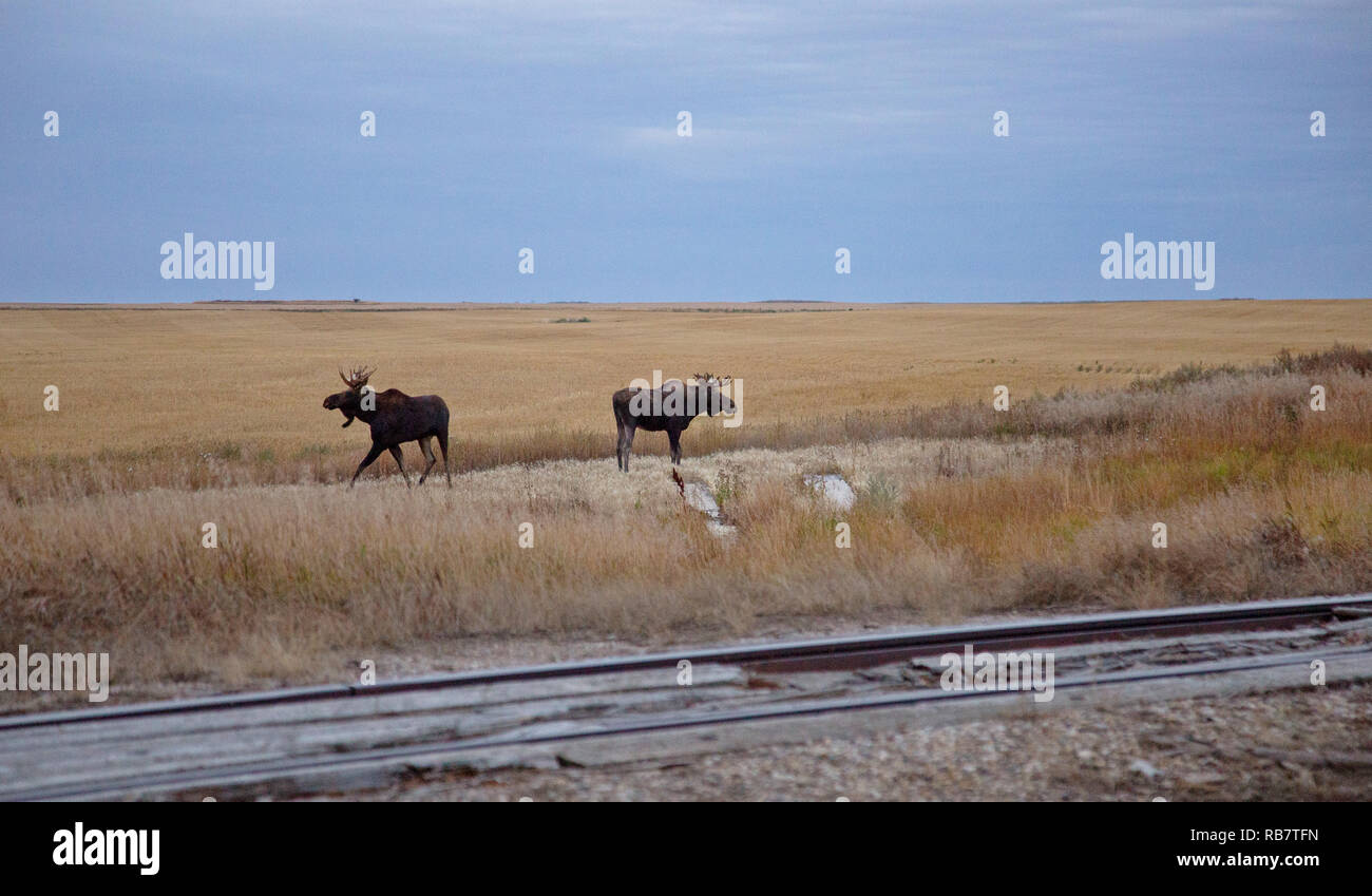 Moose jaw canada hires stock photography and images Alamy