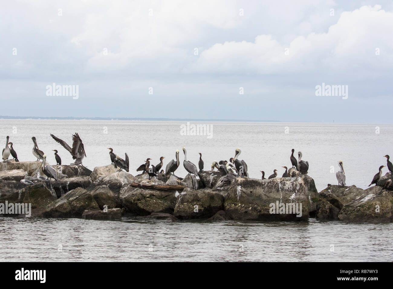 Brown pelicans and cormorants resting on rocks in the water Stock Photo