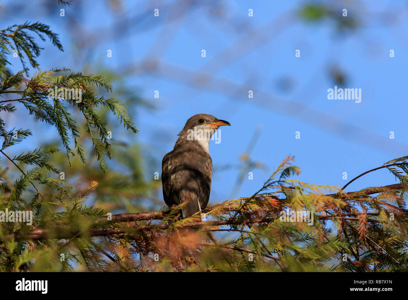 yellow-billed cuckoo ( Coccyzus americanus) Stock Photo