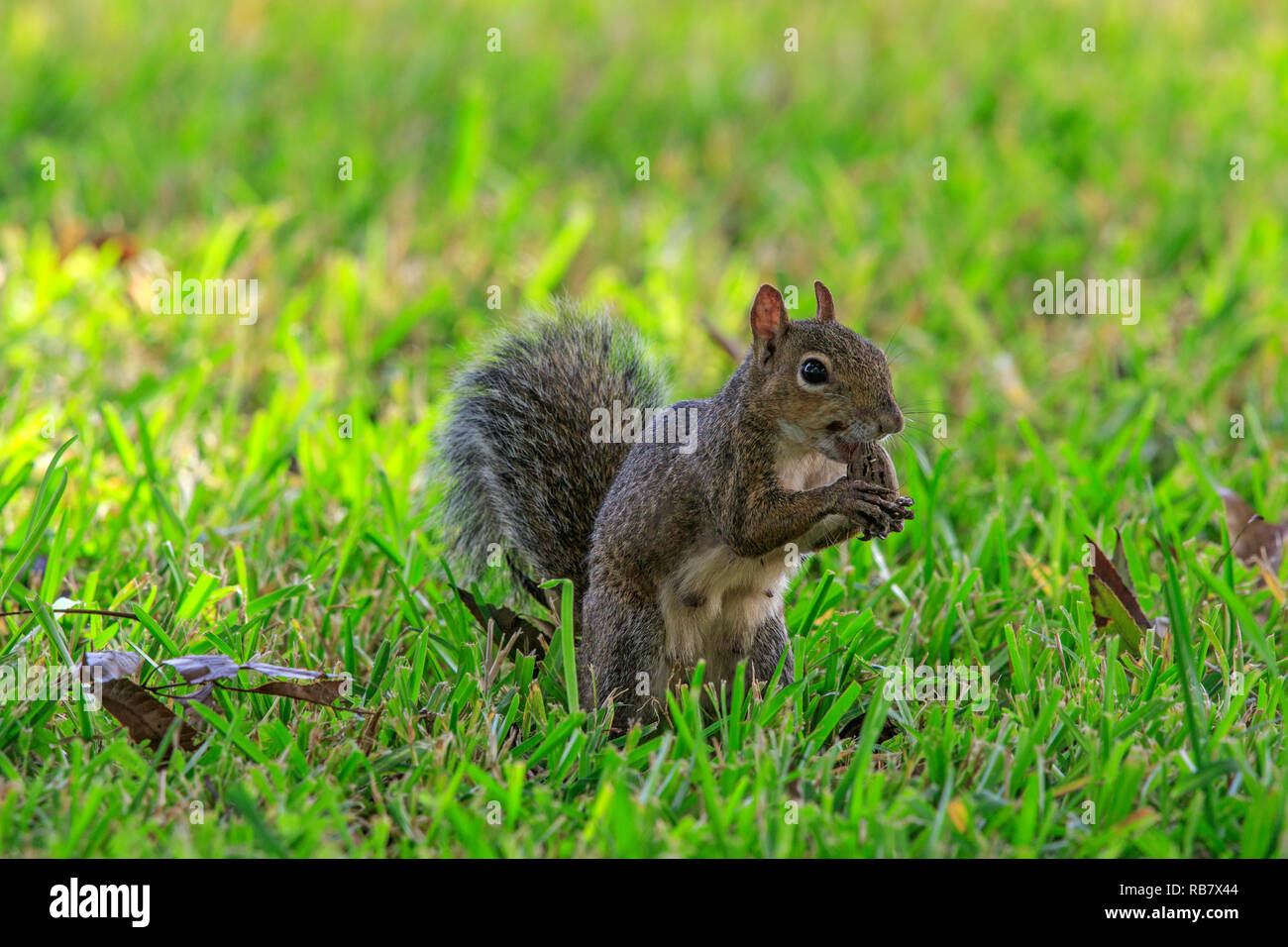 Eastern gray squirrel (Sciurus carolinensis) with nut as food, on green grass. Stock Photo