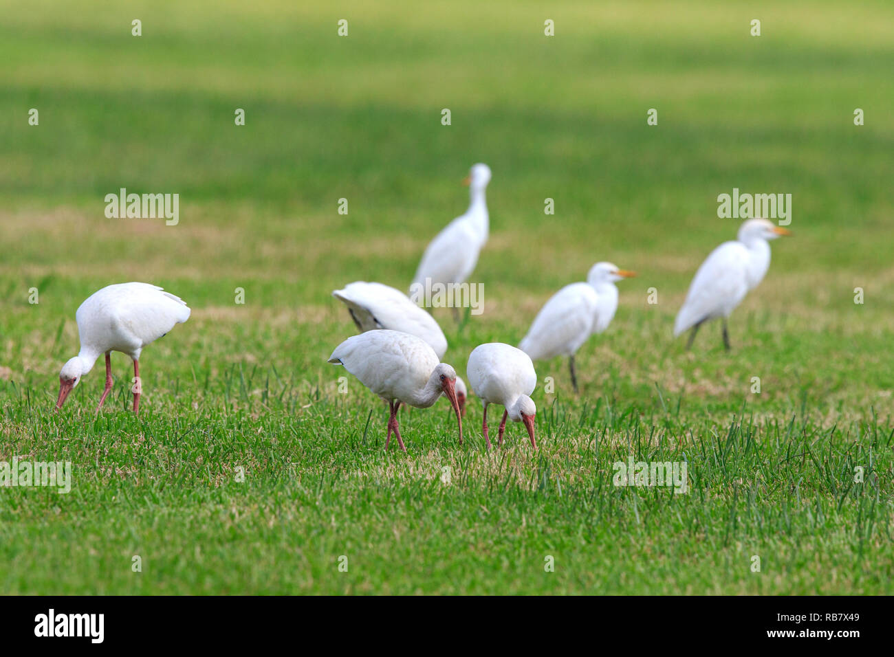White Ibises and great egrets foraging on grass. Stock Photo
