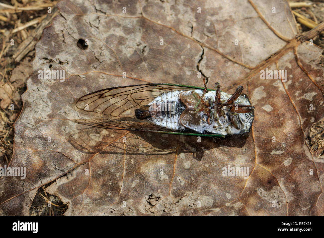 Dead annual cicada (Cicadidae  sp.) on its back Stock Photo