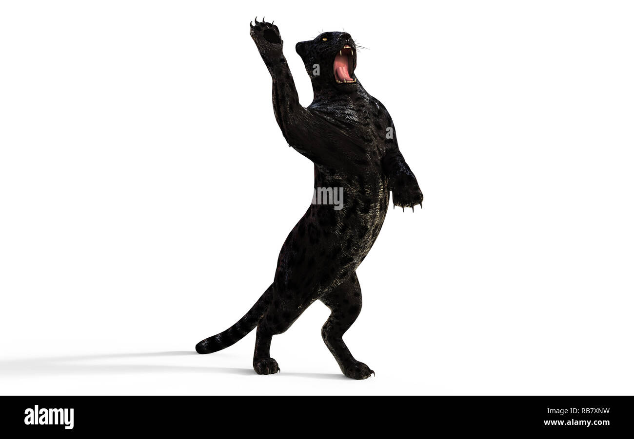 3d Illustration Black Panther Isolate on White Background with Clipping Path, Black Tiger Stock Photo