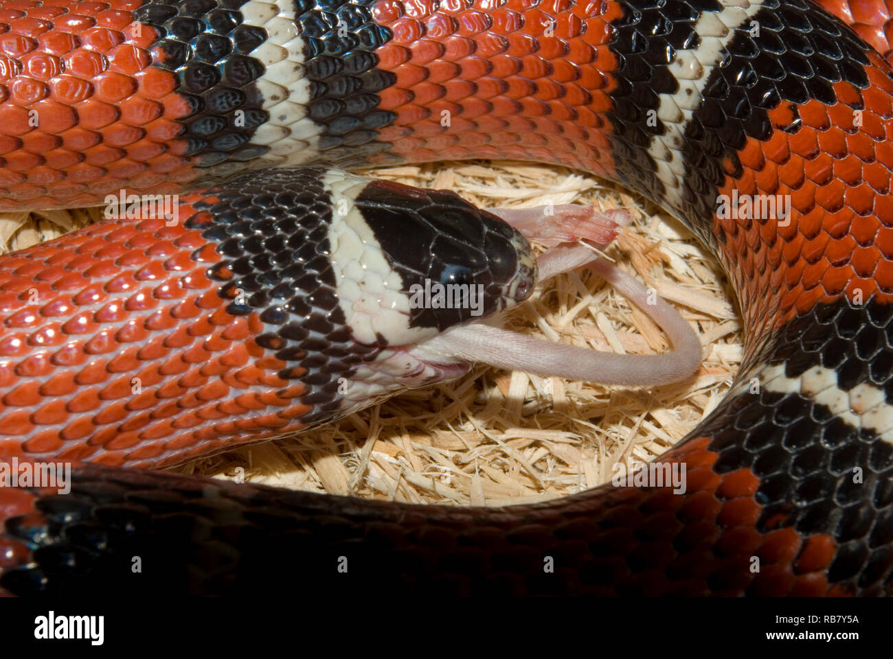 Sinaloan Milk Snake Stock Photo