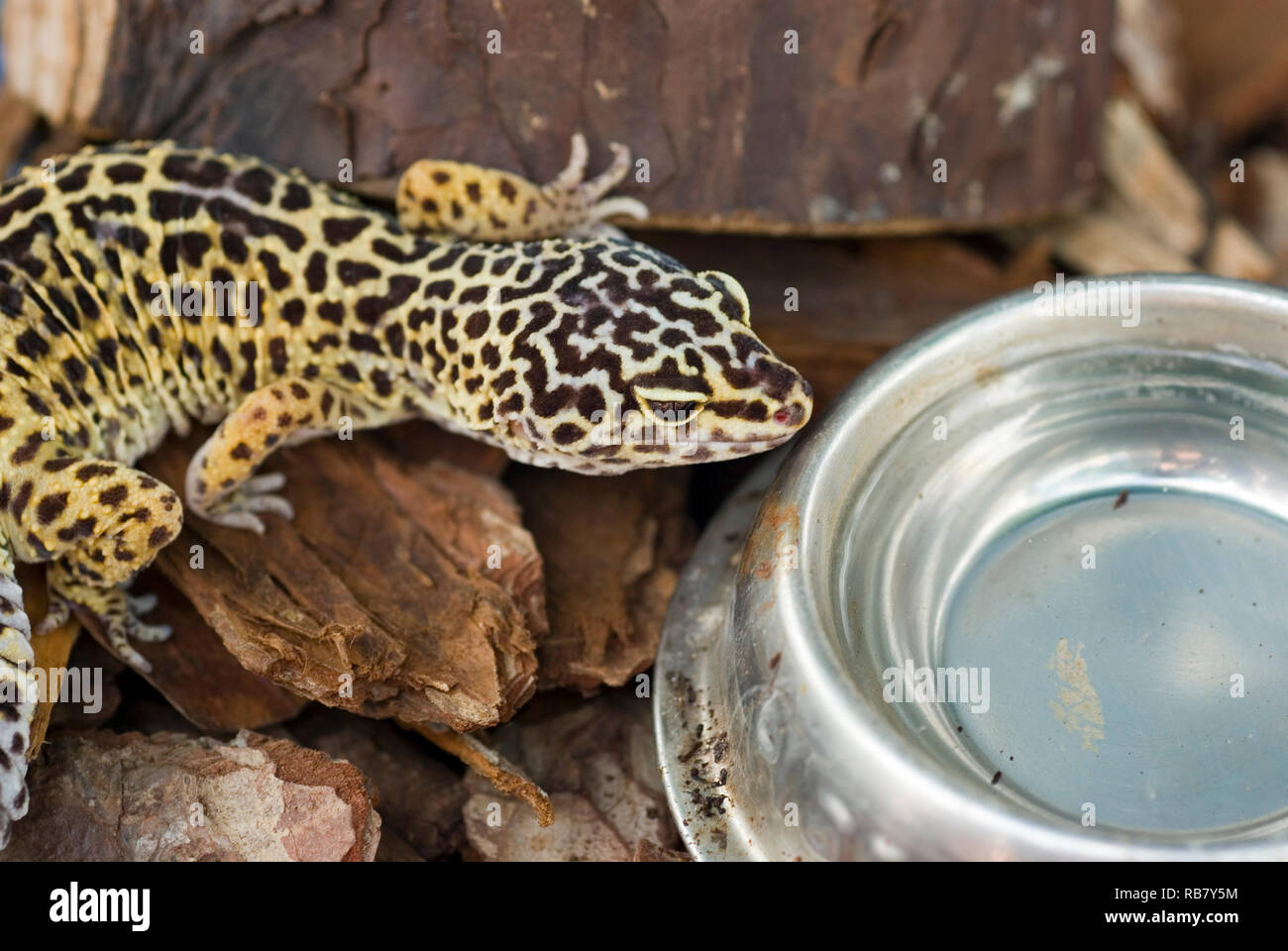 Common Leopard Gecko Stock Photo Alamy