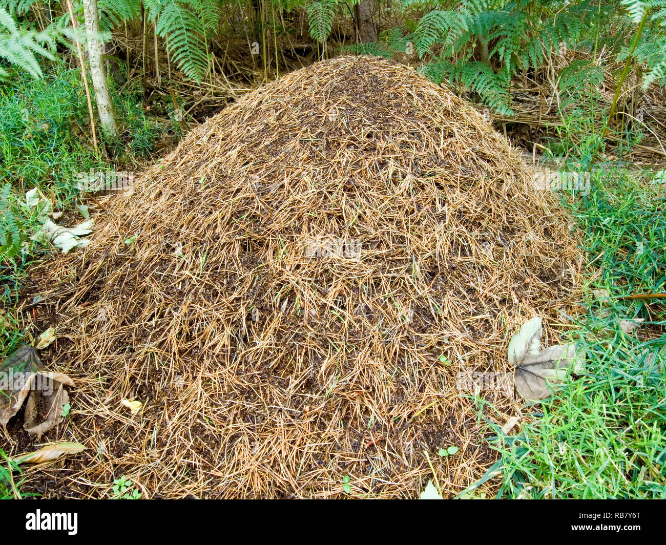 Wood Ant’s Nest Stock Photo Alamy