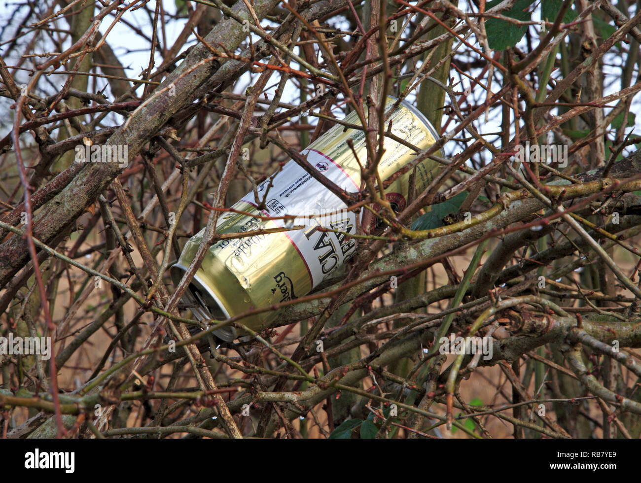 An empty drinks can lodged in a roadside hedge in the Norfolk countryside. Stock Photo