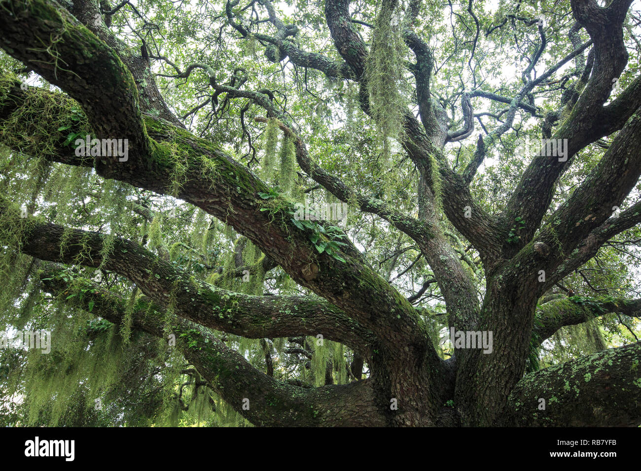 Live oak with hanging Spanish moss Stock Photo