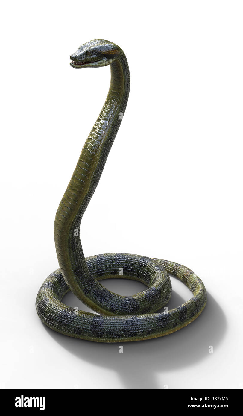 anaconda vs boa constrictor anaconda vs boa constrictor