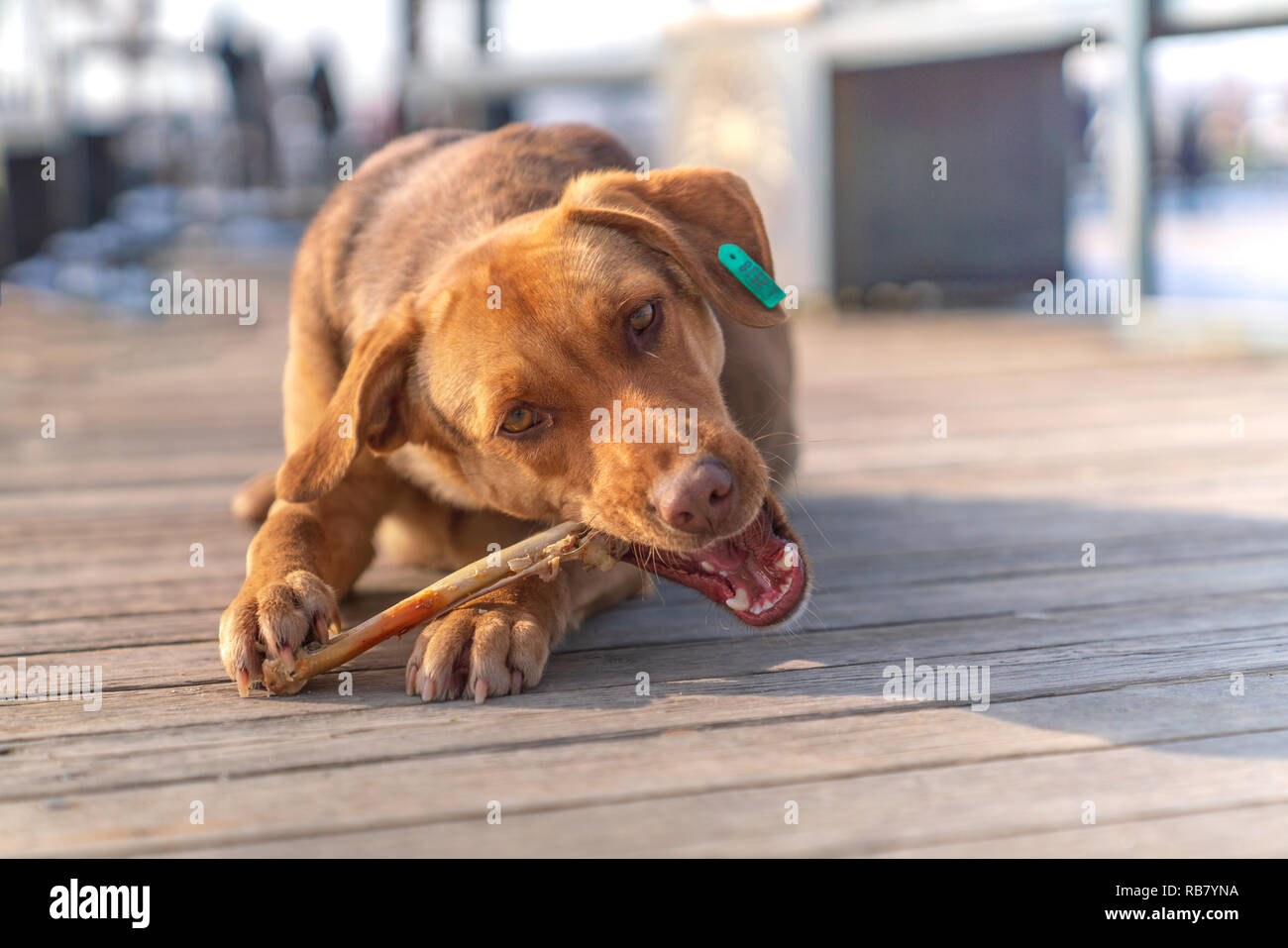 Brown stray dog eating bone in a sidewalk Stock Photo Alamy