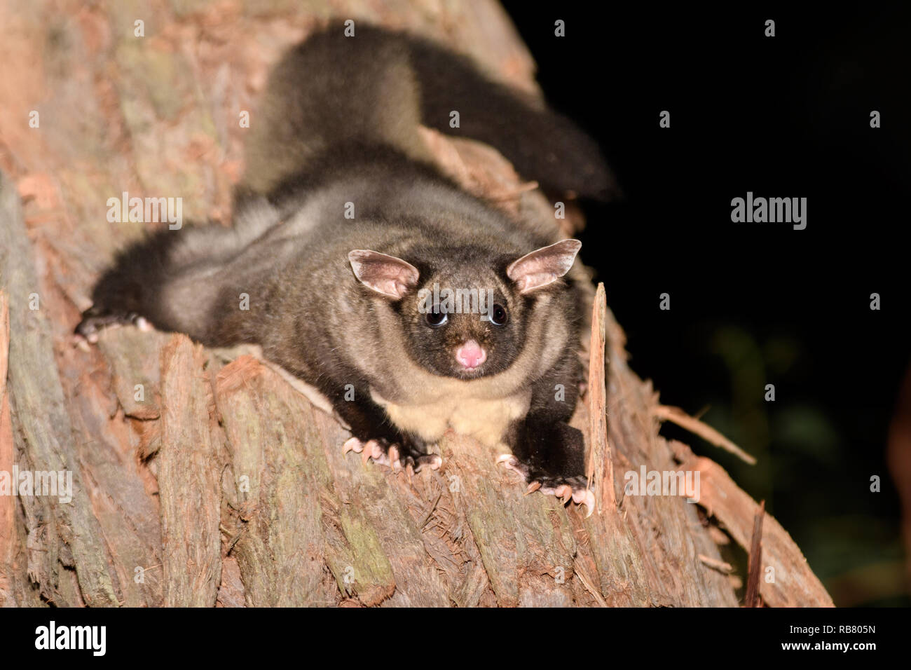 Yellow Sugar Glider