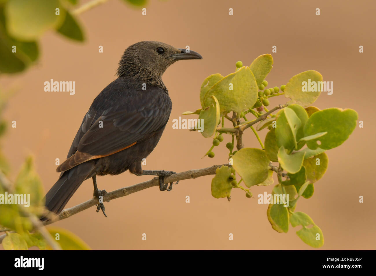 Tristram's Starling / Onychognathus tristramii. Female on a branch Stock Photo