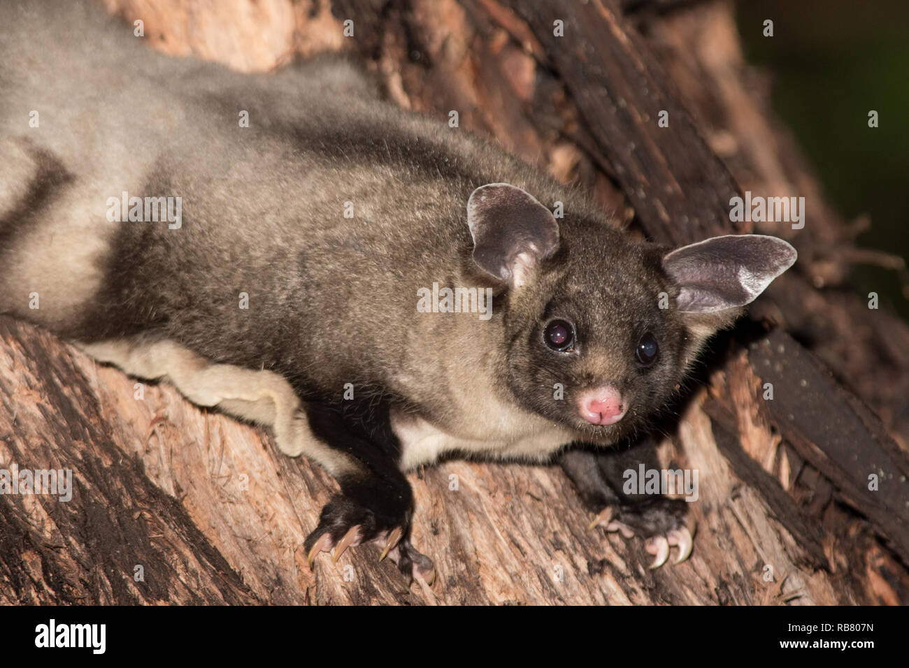 Yellow bellied glider australia hires stock photography and images Alamy
