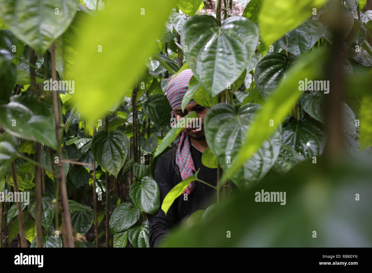 A man working in a betel leaf field in Shariatpur, Bangladesh on August 30, 2018. About 60-70% people depend on agriculture as the 166 million people live in this country and about 22 million people are still living below the poverty line. © Rehman Asad / Alamy Stock Photo Stock Photo