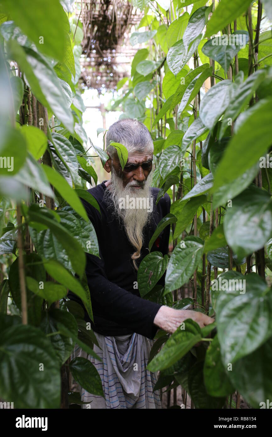 A man working in a betel leaf field in Shariatpur, Bangladesh on August 30, 2018. About 60-70% people depend on agriculture as the 166 million people live in this country and about 22 million people are still living below the poverty line. © Rehman Asad / Alamy Stock Photo Stock Photo