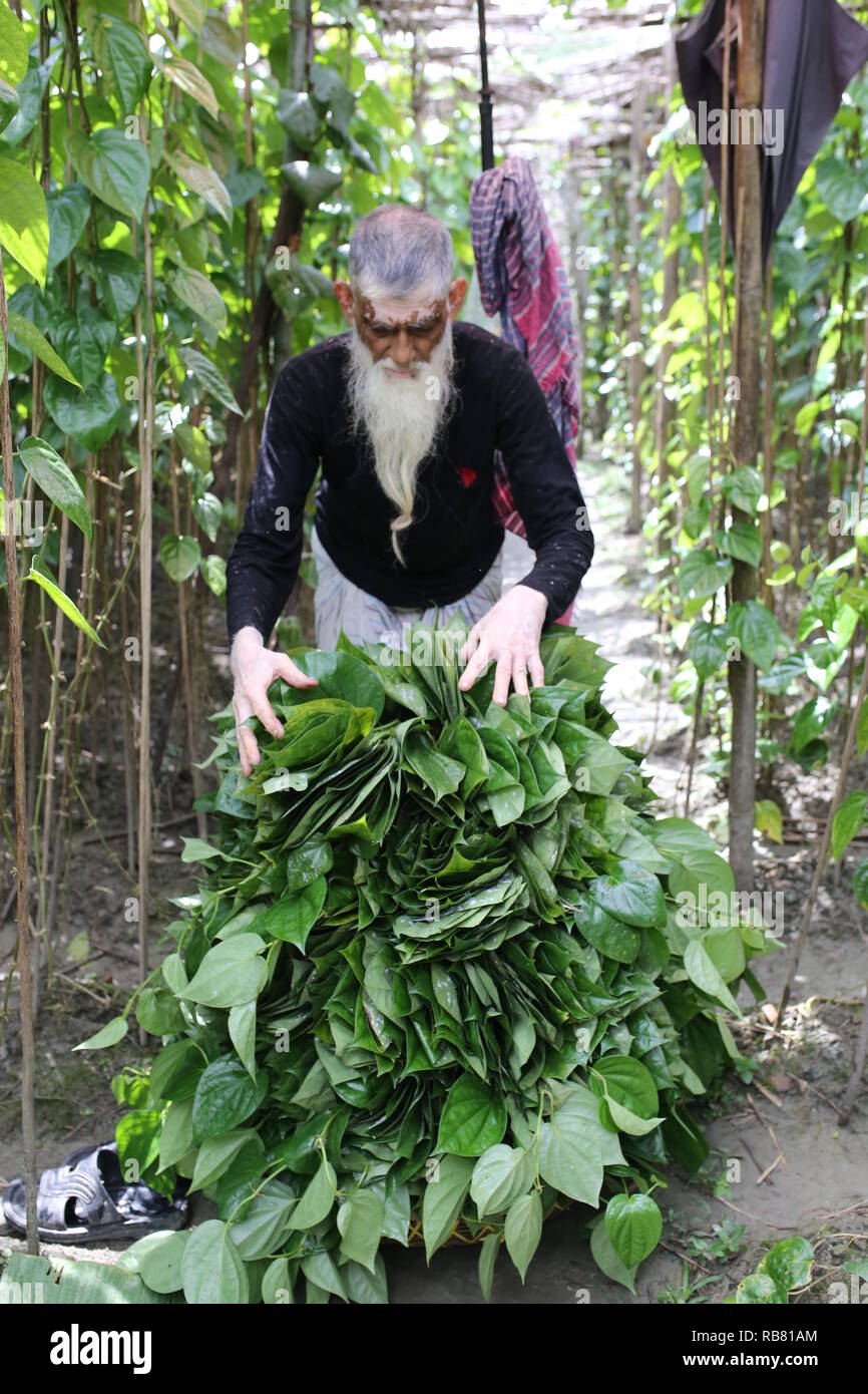 A man working in a betel leaf field in Shariatpur, Bangladesh on August 30, 2018. About 60-70% people depend on agriculture as the 166 million people live in this country and about 22 million people are still living below the poverty line. © Rehman Asad / Alamy Stock Photo Stock Photo