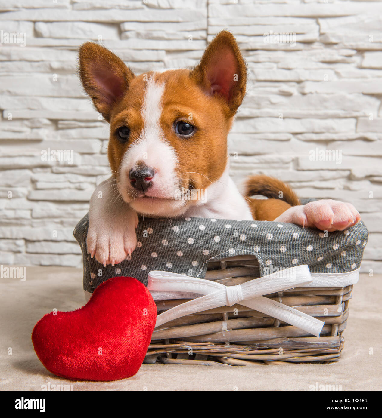 Funny Basenji puppy dog in the basket Stock Photo - Alamy