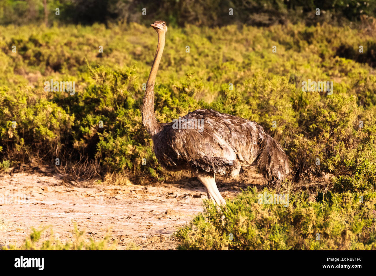 African ostrich in Samburu park. Kenya, Africa Stock Photo - Alamy