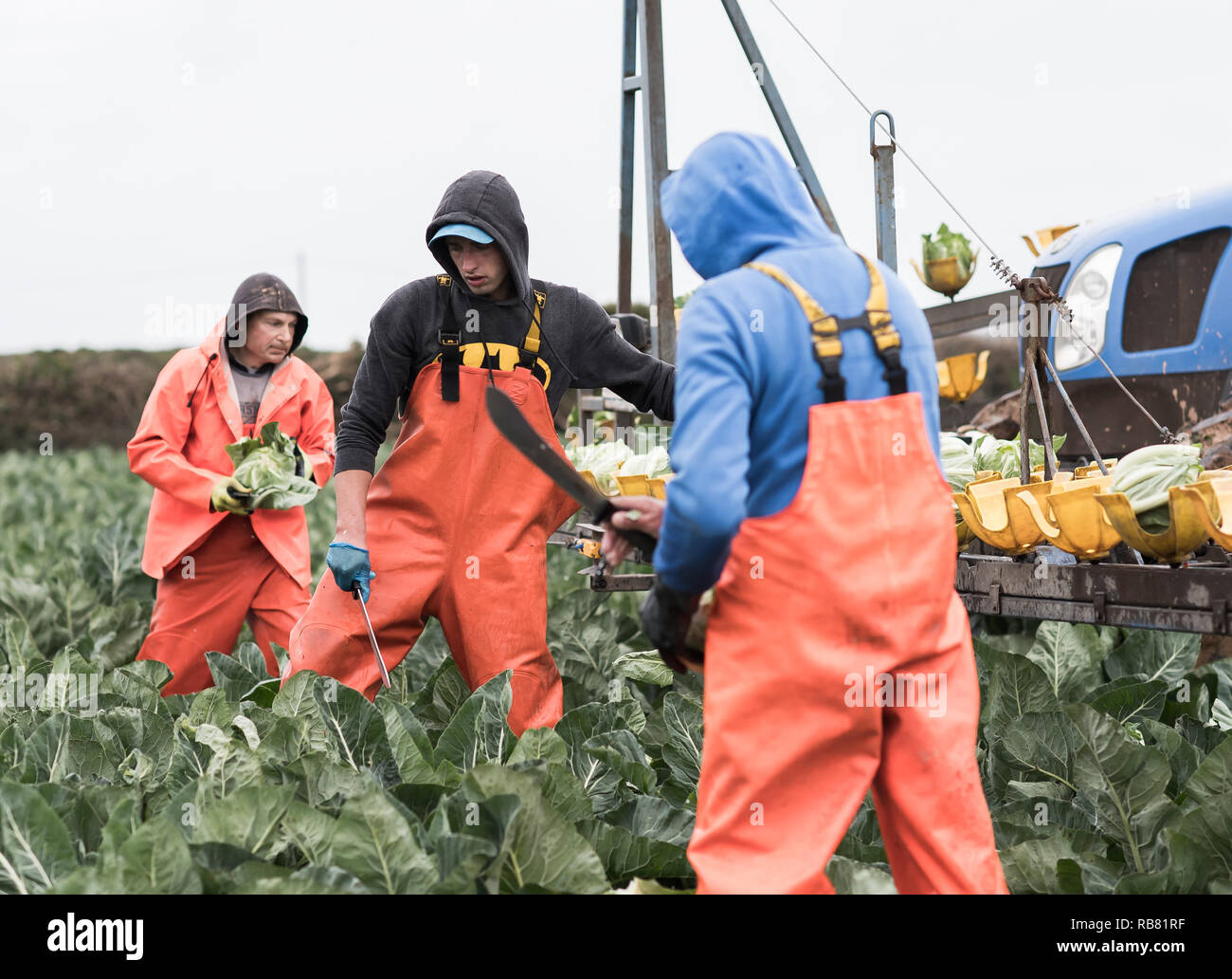 Eastern European farm workers in picking cauliflower in Corwall UK ...