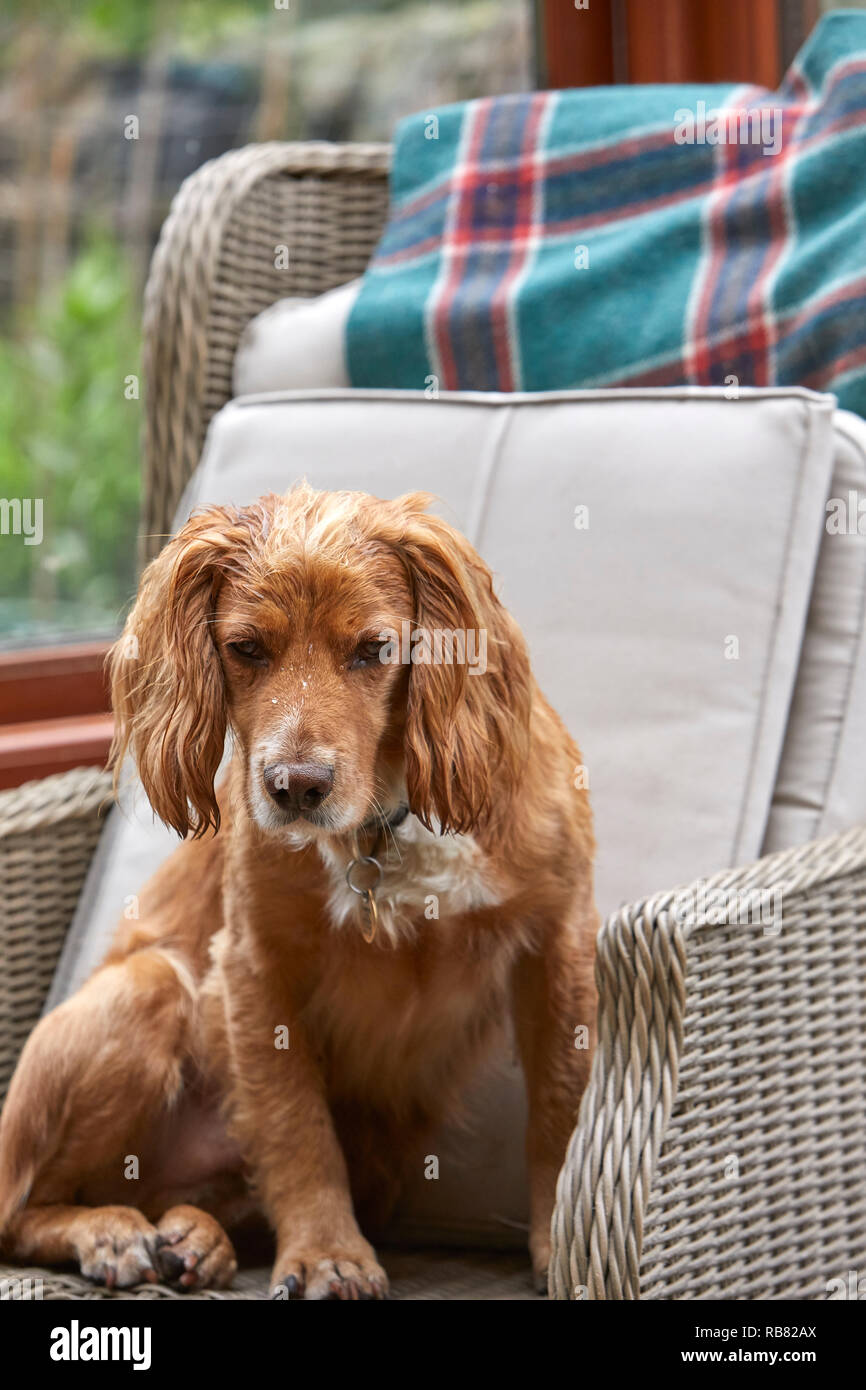 A favourite domestic pet, this COCKER SPANIEL is resting in a conservatory during the summer heat-wave. PEAT LANE, NIDDERDALE, NORTH YORKS, UK Stock Photo