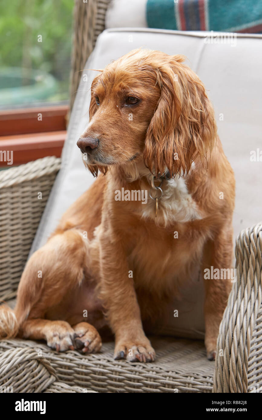 A favourite domestic pet, this COCKER SPANIEL is resting in a conservatory during the summer heat-wave. PEAT LANE, NIDDERDALE, NORTH YORKS, UK Stock Photo