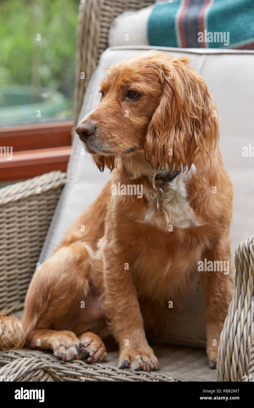 A favourite domestic pet, this COCKER SPANIEL is resting in a ...