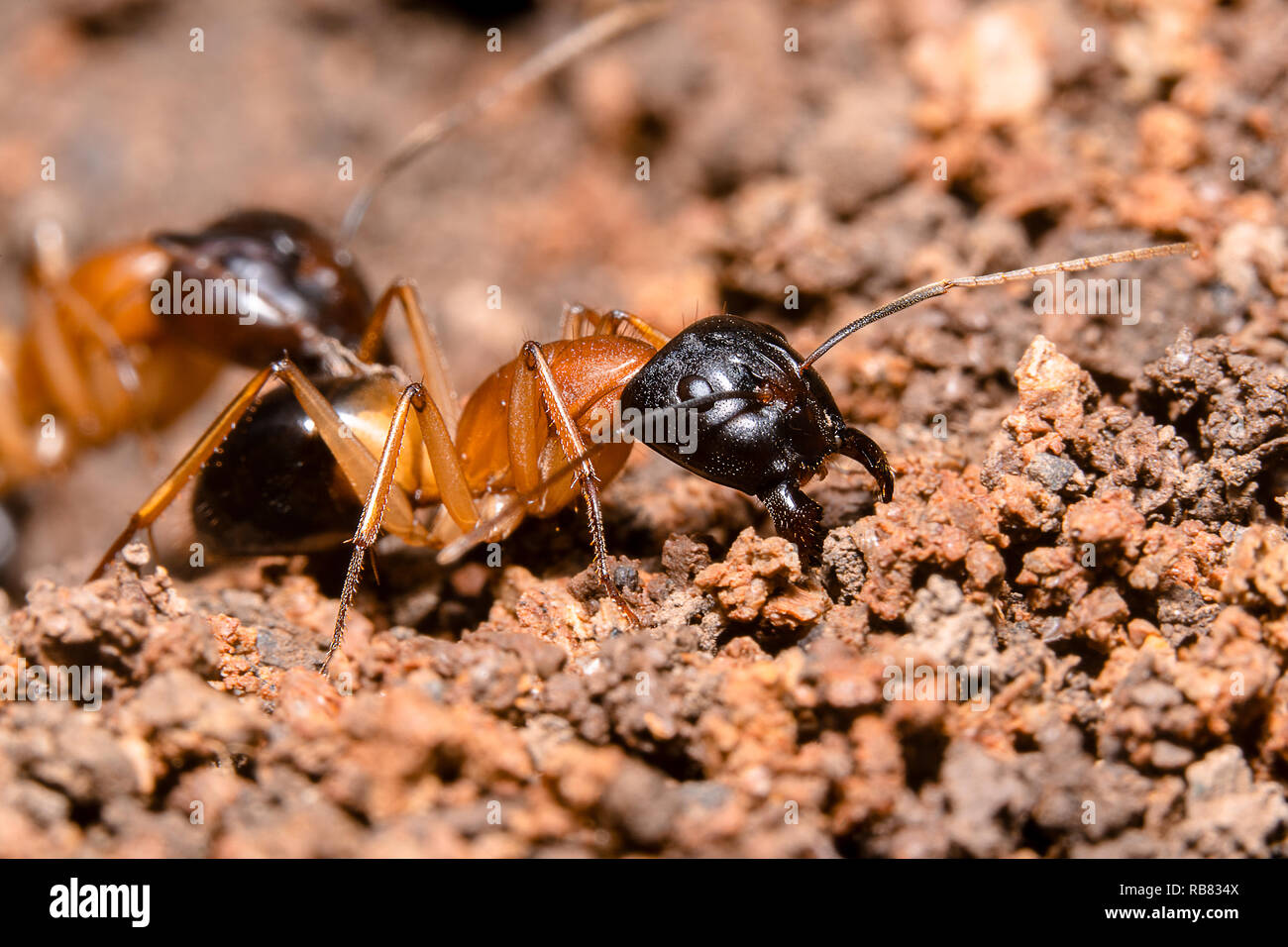 cube sugar in cup cake mold surrounded with ants Stock Photo - Alamy