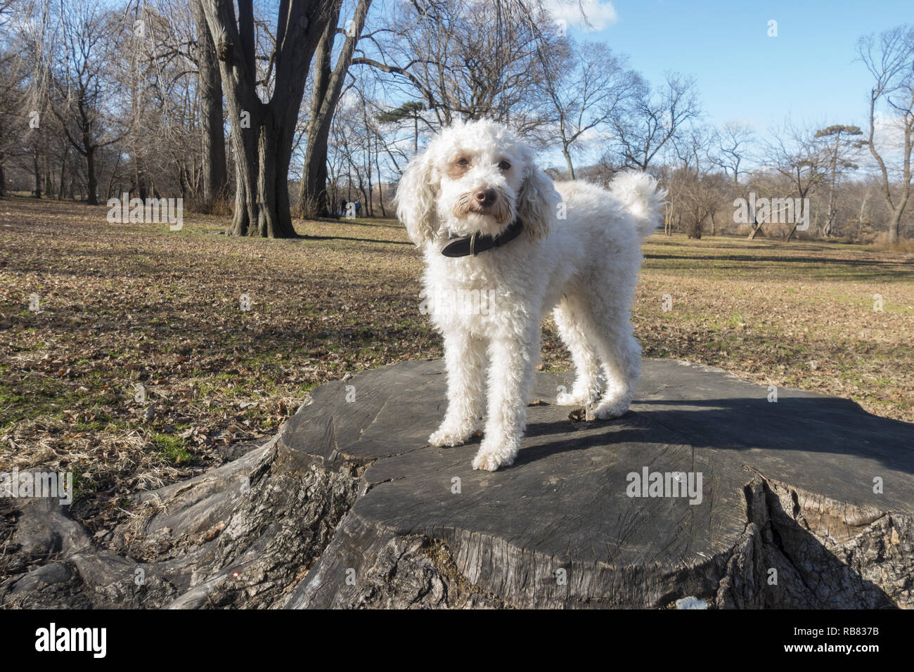 Portrait in Prospect Park of Pluto the dog, a Poodle Terrier mix. Stock Photo