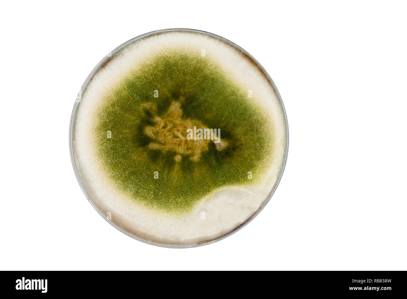 isolated petri dish with green trichoderma mold culture Stock Photo