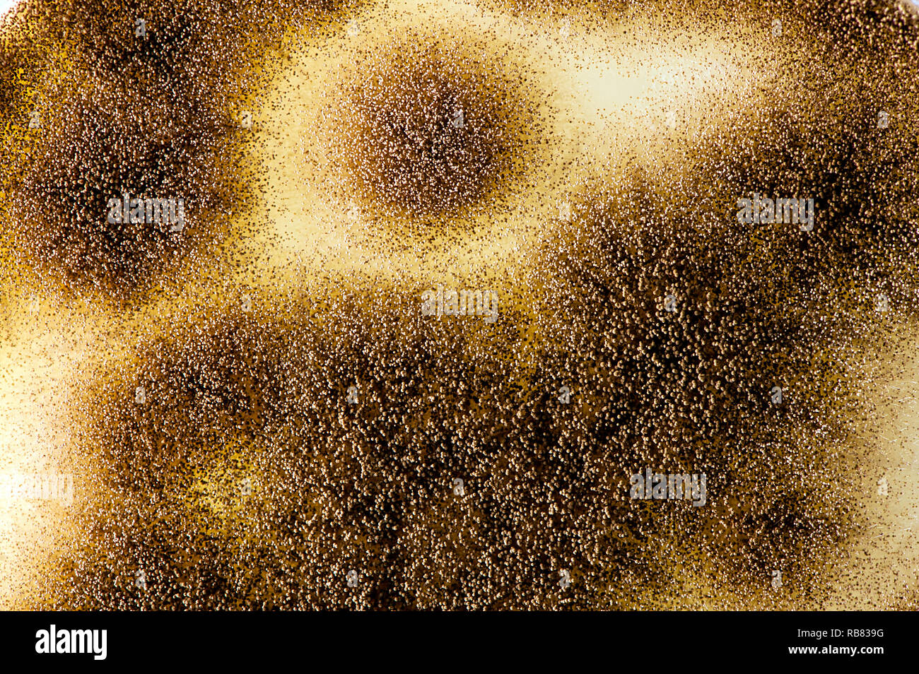 close up of surface of aspergillus nieger culture with spores Stock Photo
