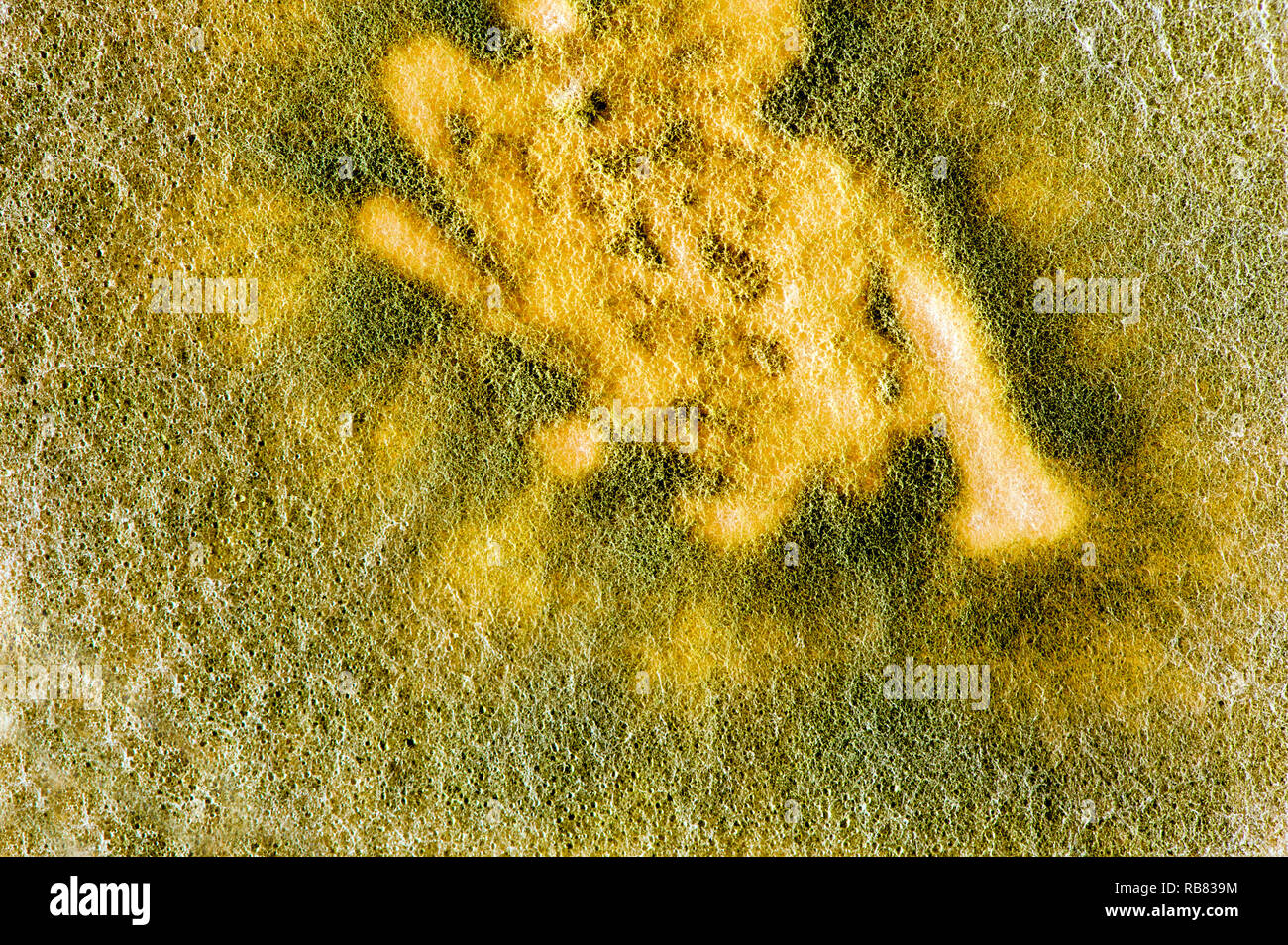 close up of surface of trichoderma culture with spores Stock Photo