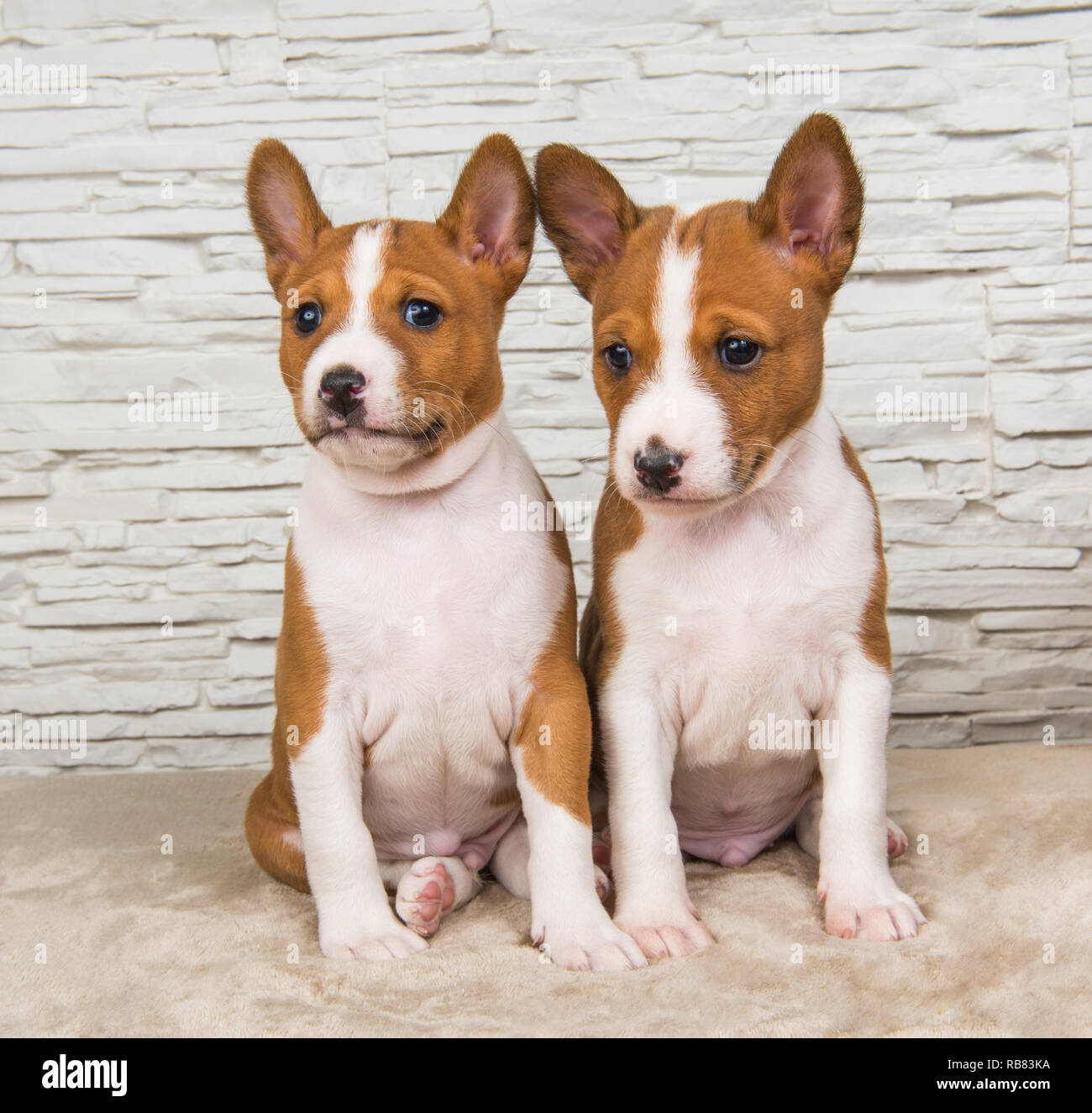 Funny small babies two Basenji puppies dogs on white wall background Stock  Photo - Alamy