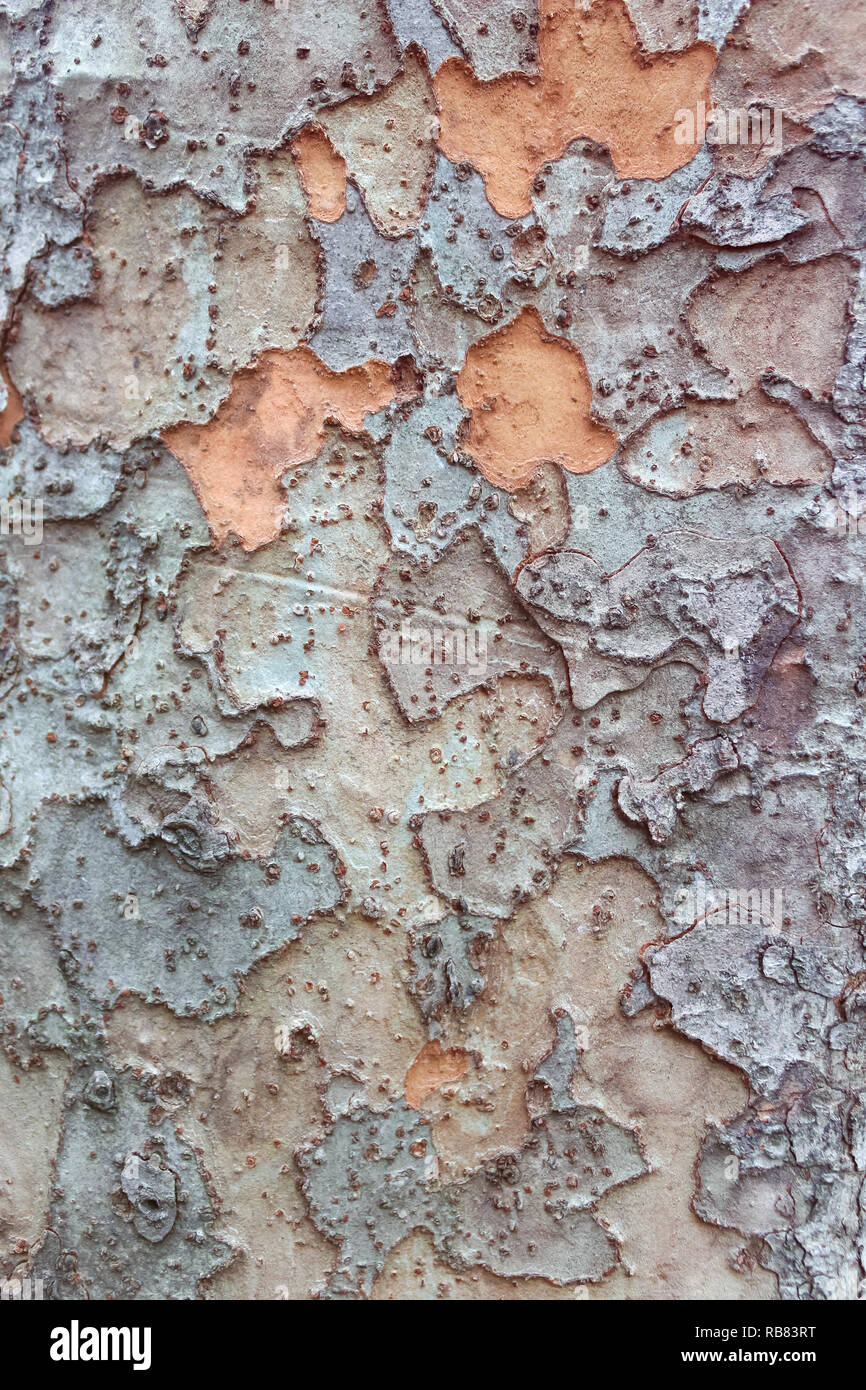 Tree textured background Stock Photo