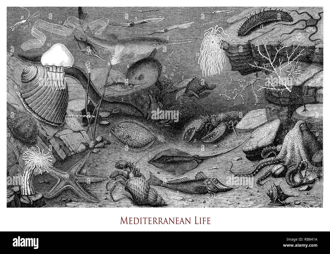 Vintage engraving of  Mediterranean underwater biological life, flora and marine zoology Stock Photo