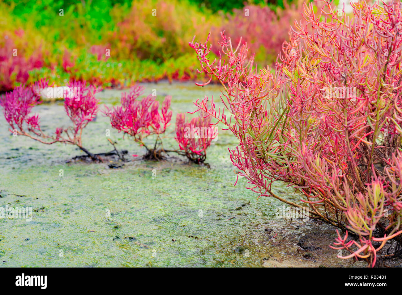 Seablite (Sueda maritima) growth in acid soil. Acid soil indicator plants. Pink Seablite. Acid loving plants. Valentine's day background. Exotic plant Stock Photo