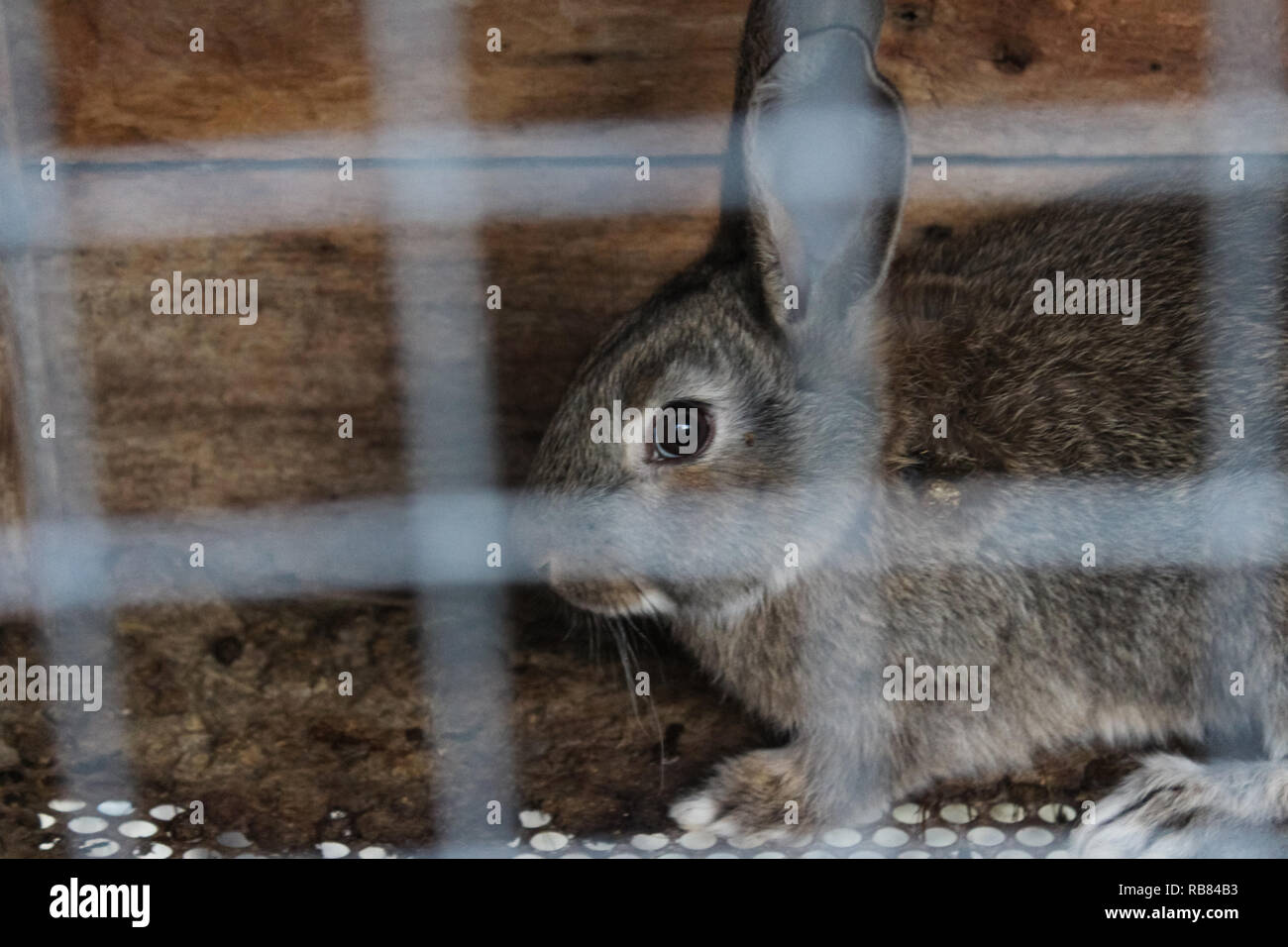 Rabbit in a cage Stock Photo Alamy