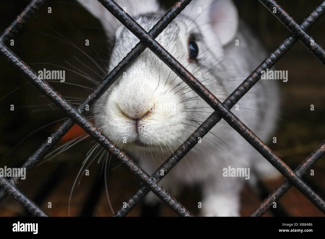 Rabbit Cage High Resolution Stock Photography And Images Alamy