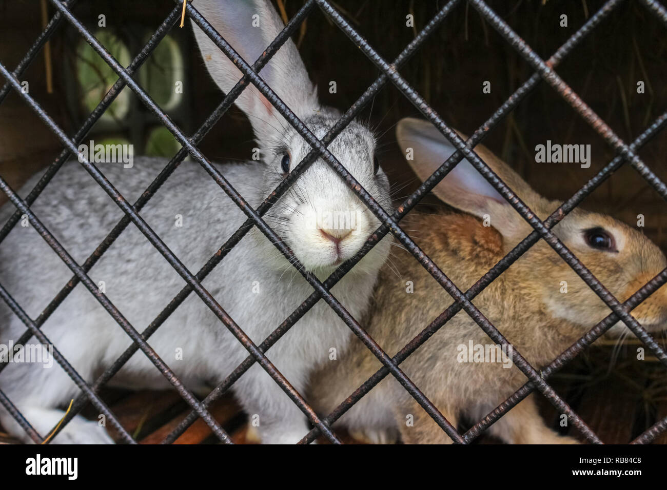 Two rabbits in a cage Stock Photo Alamy