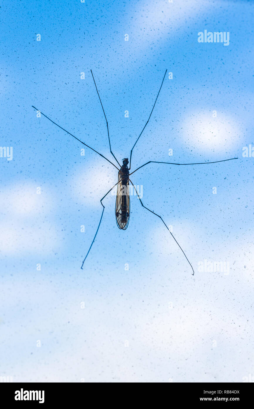 Mosquito on a window Stock Photo