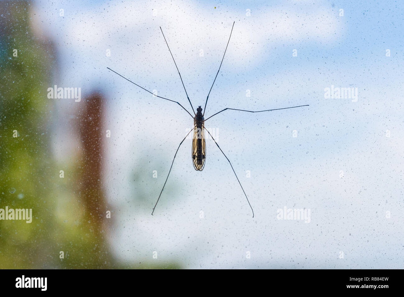 Mosquito on window screen Stock Photo