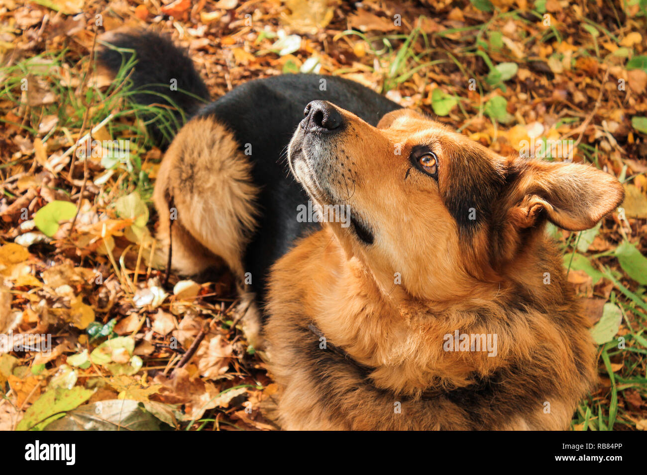 Dog looks up in the forest Stock Photo