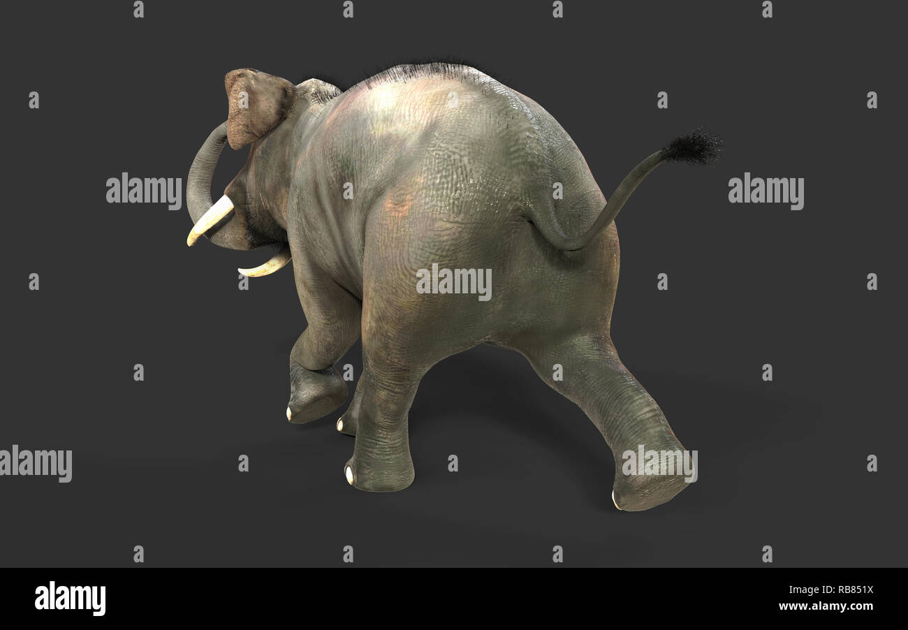 3d Illustration elephant isolate on black background, Elephant in dark with clipping path. Stock Photo