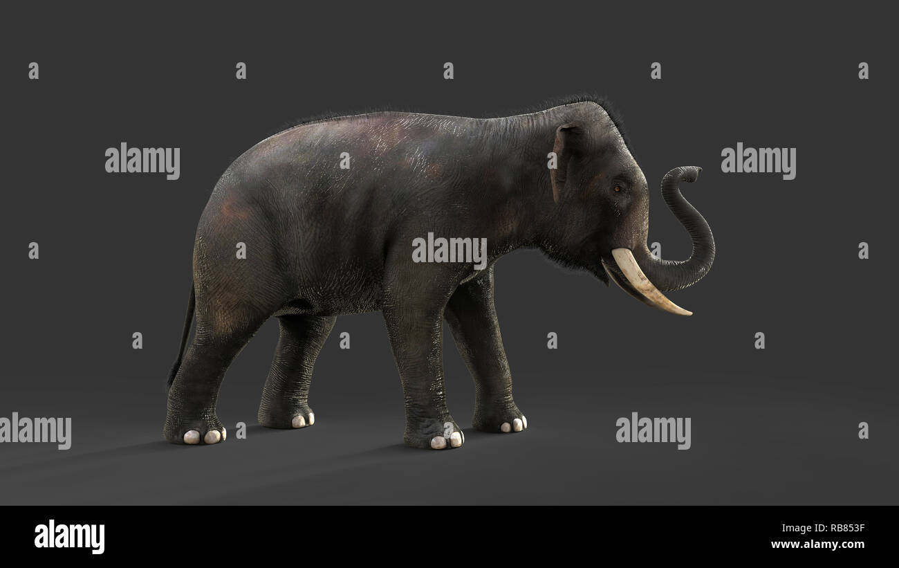 3d Illustration elephant isolate on black background, Elephant in dark with clipping path. Stock Photo