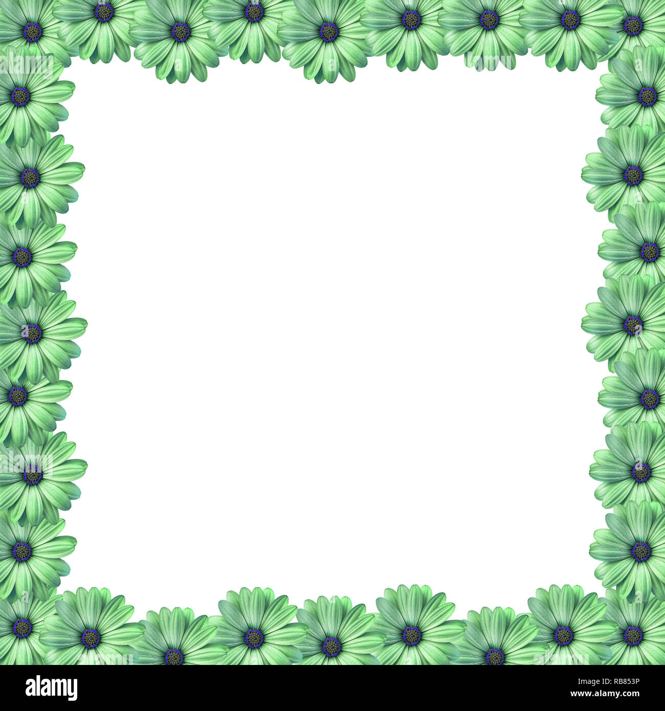 Background with green colored daisy like flower border background frame  Stock Photo - Alamy